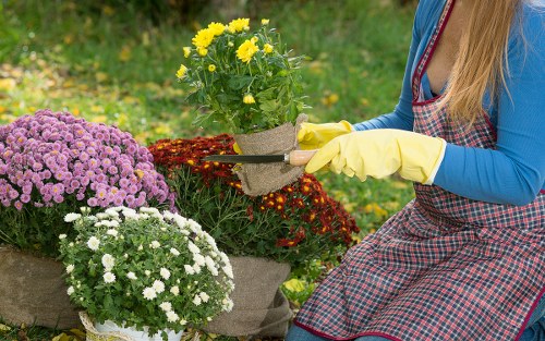 Close-up of hands planting in a community garden in Pimlico